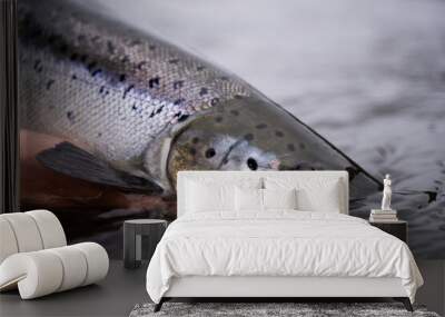 A fisherman releases wild Atlantic silver salmon into the cold water Wall mural