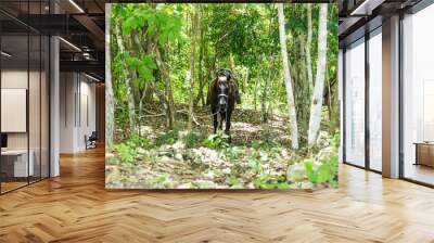 Saddled horse in the sunny jungle of Peten near El Remate, Guatemala, Central America Wall mural