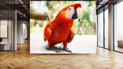 Walking red macaw or scarlet macaw Ara macao with green sunny jungle background Wall mural