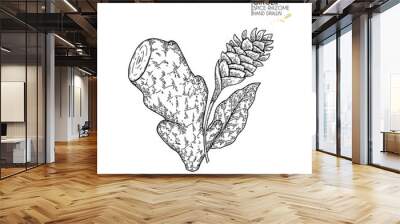 Hand drawn ginger root and flower. Vector engraved illustration. Spicy rhizhome vegetable. Food ingredient, aromatherapy, cooking. For cosmetic package design, medicinal herb, treating, healt care. Wall mural