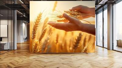 A man gently picks up ripe ears on a wheat field in the sunset rays. Beautiful rural landscapes with rich harvest. Natural background. Illustration for cover, postcard, interior design, decor, print. Wall mural