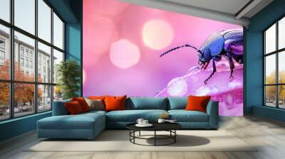 A vibrant purple beetle perched on a pink petal with dew drops, against a soft, blurred background. Wall mural