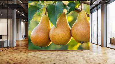 Three ripe pears hanging from a tree branch, backlit by the sun. Wall mural