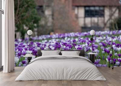 Purple and white crocuses in the grass. Photographed in springtime at a garden in Wisley near Woking in Surrey UK. Wall mural