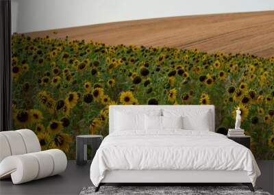 Sunflowers in a field in Chorleywood, Hertfordshire UK. The sunflowers are grown for their seeds.  Wall mural