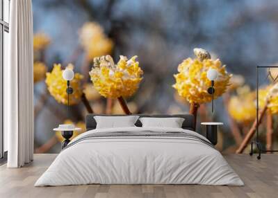 Yellow and white flowers of the Edgeworthia chrysanthia grandiflora deciduous shrub. Photographed in Wisley, Surey UK. Wall mural