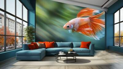 Graceful orange and white betta fish swimming in soft focus aquatic environment Wall mural