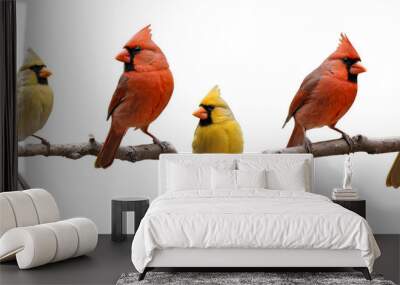 Vibrant birds, including cardinals and a tufted titmouse, perched sequentially on a tree branch isolated on a white background, png. Wall mural