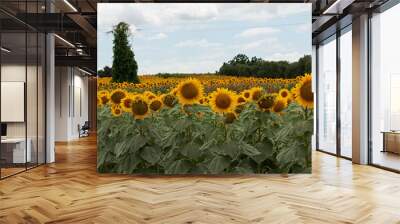 Campo con plantación de girasoles. Wall mural