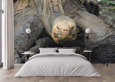 Giant Tortoise Close-Up Wall mural