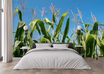 Corn plants growing on the field, against blue sky. Wall mural