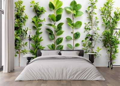 Assorted Foliage Branches Arranged on White Background with Natural Organic Greenery Elements Wall mural