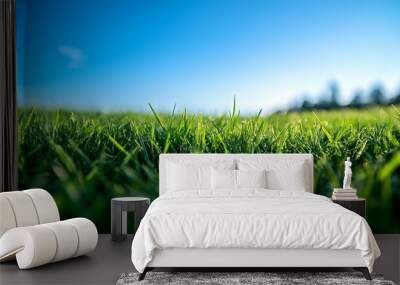 Close up view of lush green grass field under a bright blue sky with clear space Wall mural