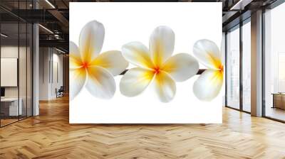 White plumeria flowers isolated on white background, purity and tropical beauty Wall mural