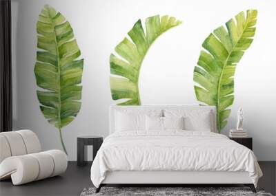 Watercolor hand painted leaf of banana plants on white background Wall mural