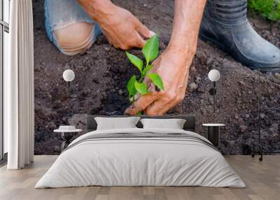 Farmer planting young seedlings of pepper in vegetable garden. Wall mural