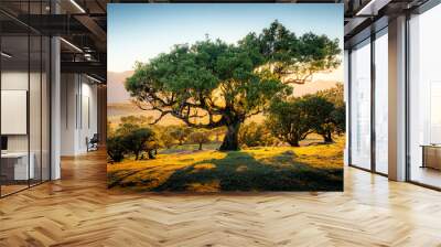 Beautiful laurel trees in the afternoon sunset in the Fanal Forest, Madeira, Portugal. These very old, in common cases hundreds of years old trees look like pieces of art. Wall mural