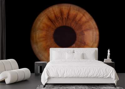 brown iris  Wall mural