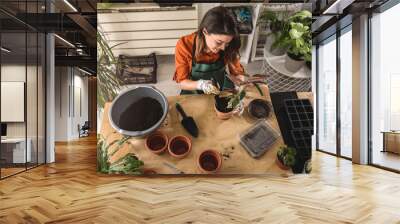 Young woman potting a plant at home. Engaging leisure activities. Indoor gardening.  Wall mural