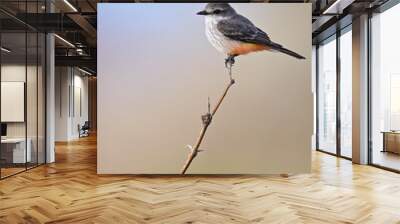 yellow-bellied flycatcher on a branch. Wall mural