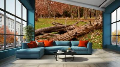 fallen tree in a forest in autumn Wall mural