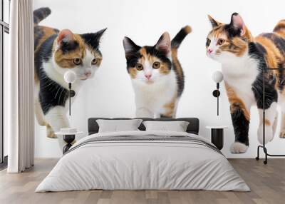 Calico cat collection walking over white transparent background Wall mural