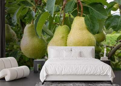 Three mature pears on the foreground plant. Wall mural