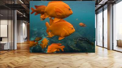 Garibaldi fish Wall mural