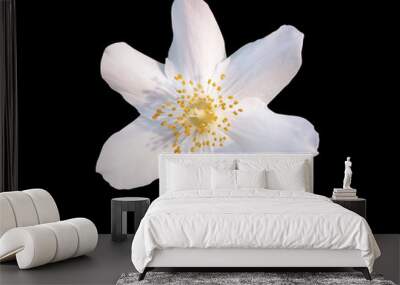 white jasmine flower on isolated background Wall mural