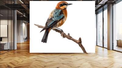 Collection of the most common European birds isolated on transparent background  Wall mural