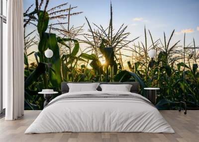 Row of sweet corn with pollen in a garden Wall mural