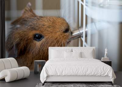 Selective focus on a guinea pig drinking out of a water bottle mounted on the side of a wire cage. Wall mural