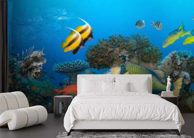 Coral and fish Wall mural