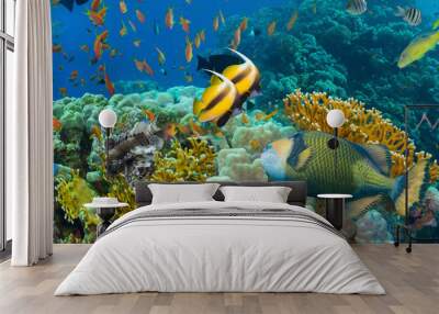 Coral and fish Wall mural