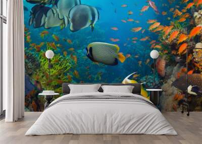 Coral and fish Wall mural