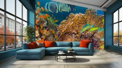 Coral and fish Wall mural