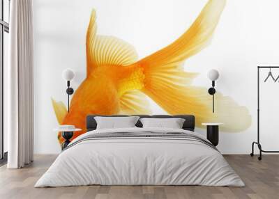 gold fish isolated on white Wall mural