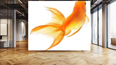 gold fish isolated on white Wall mural