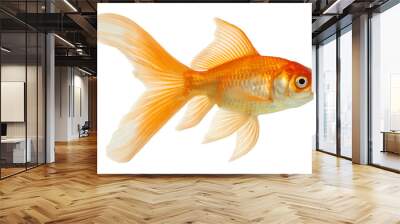 gold fish isolated on white Wall mural