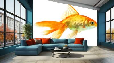 gold fish isolated on white Wall mural