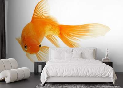 gold fish Wall mural