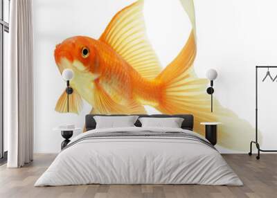 gold fish Wall mural