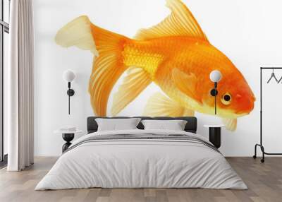 gold fish Wall mural