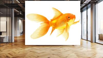 gold fish Wall mural