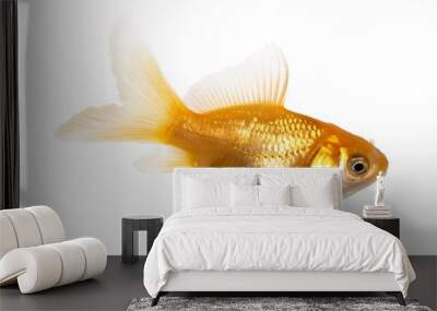 Isolated of the gold fish on white Wall mural