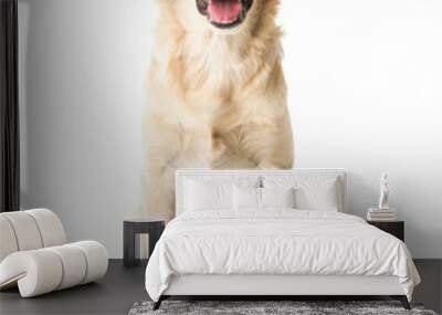 beautiful young Golden Retriever Portrait isolated on white Wall mural