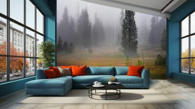 A background of large coniferous trees standing in the fog at a beautiful fall alpine meadow. Wall mural