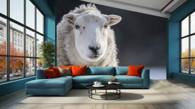 sheep Wall mural