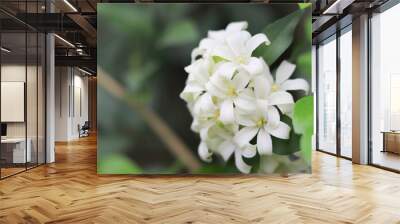 Jasmine white flowers on tree in the garden Wall mural