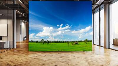 blue sky and rice field  Wall mural